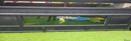 Koi Carp fish for sale: Full pond setup for sale - Advert 3