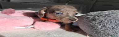 Orange Collar