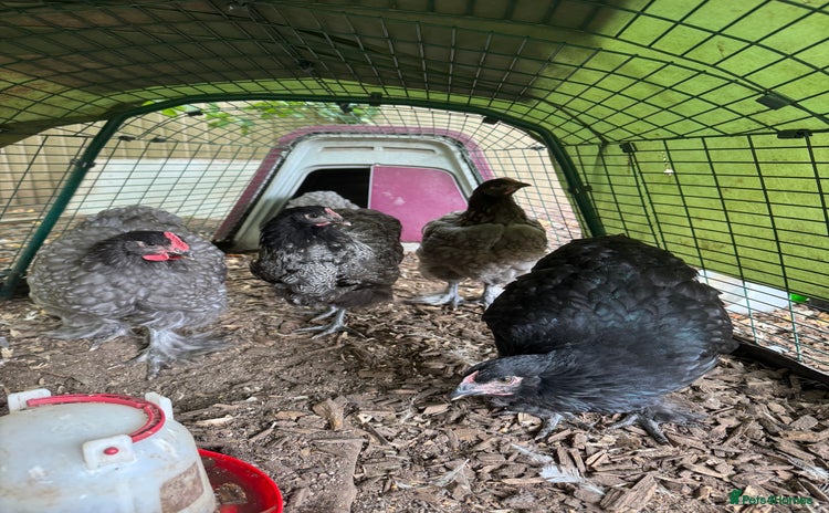 Chickens poultry - Advert 1