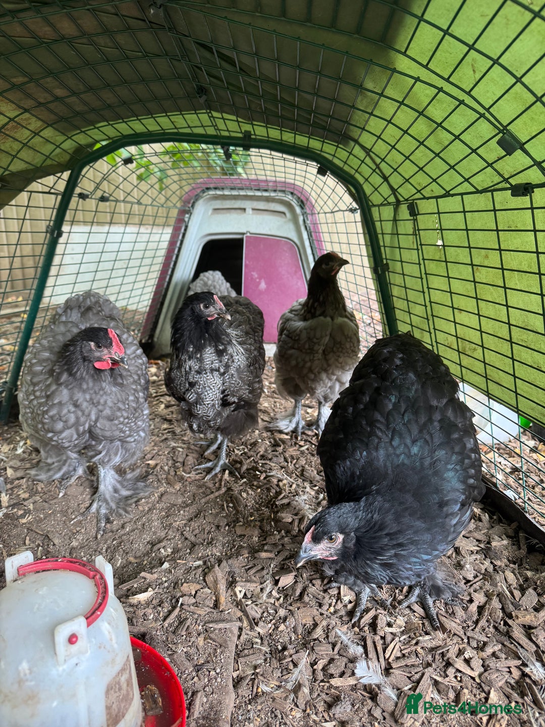 Chickens poultry for sale: Beautiful young  blue/grey Cochin cockerel  - Image 1