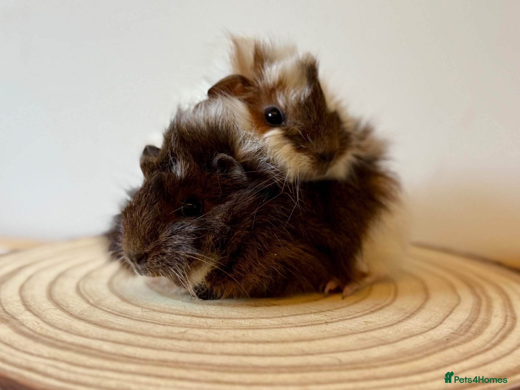 Guinea Pig rodents Pair of boars  - Advert 19