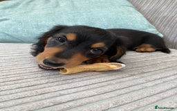 Miniature Dachshund dogs for sale: KC Reg long hair mini dachshunds “Ready now” - Image 29