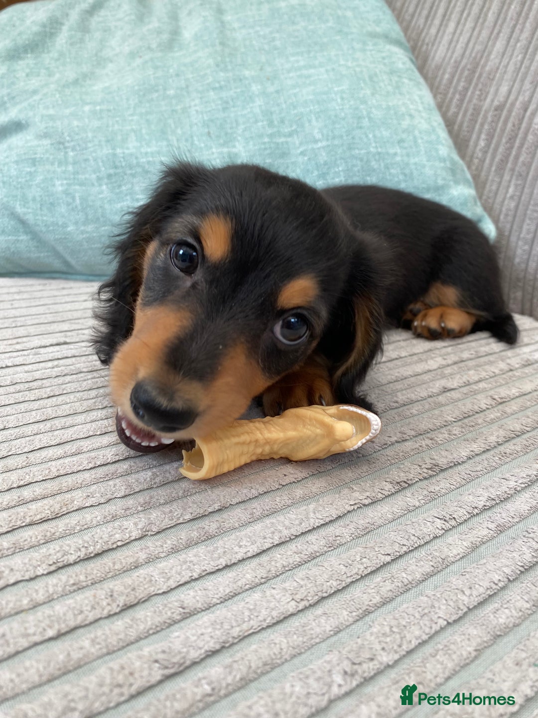Miniature Dachshund dogs for sale: KC Reg long hair mini dachshunds “Ready now” - Image 29
