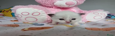 Seal mitted with blaze girl 