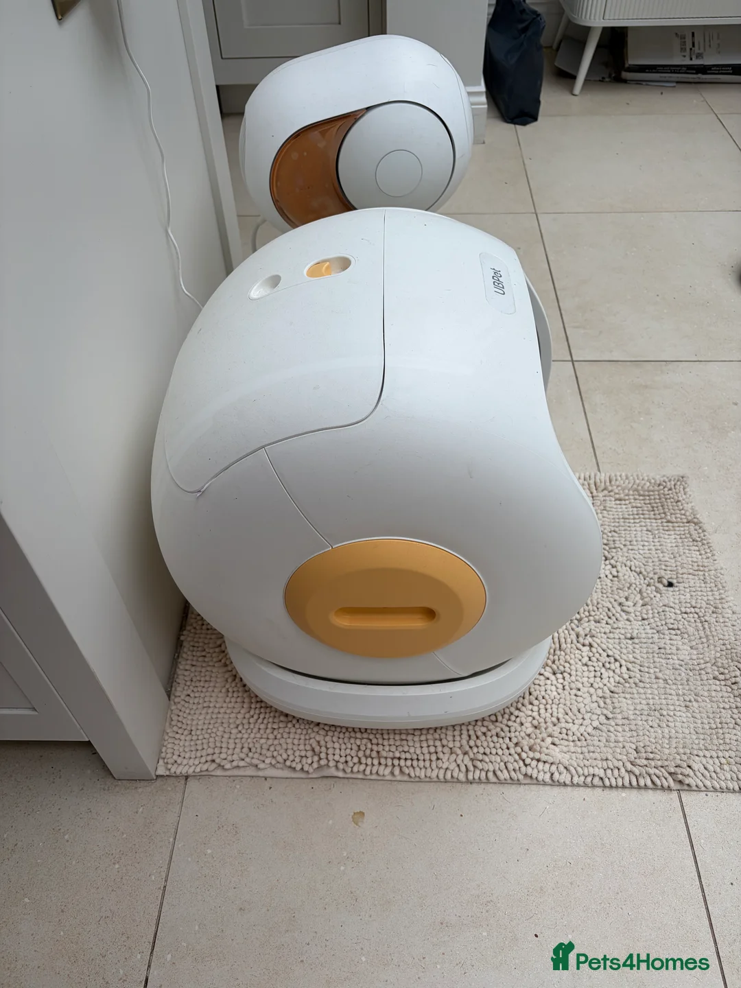 Bengal cats for sale: 1.5 yr old black female Bengal - Advert 6