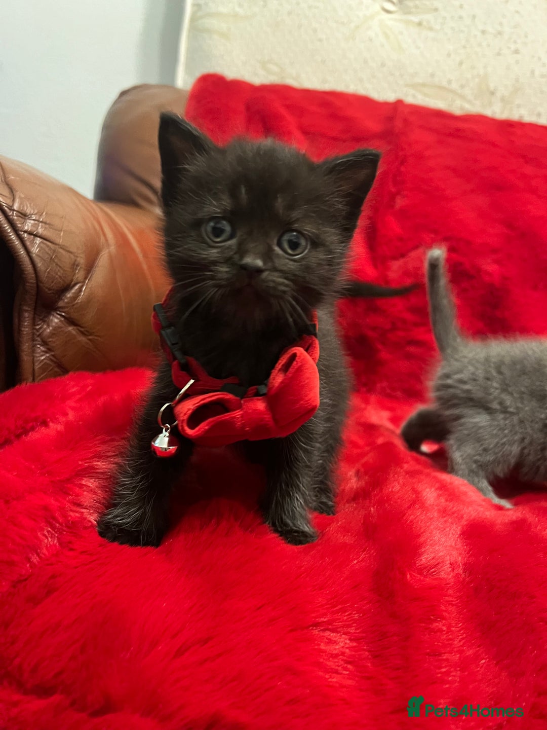 Mixed Breed cats for sale: kittens looking for a new home - Advert 8