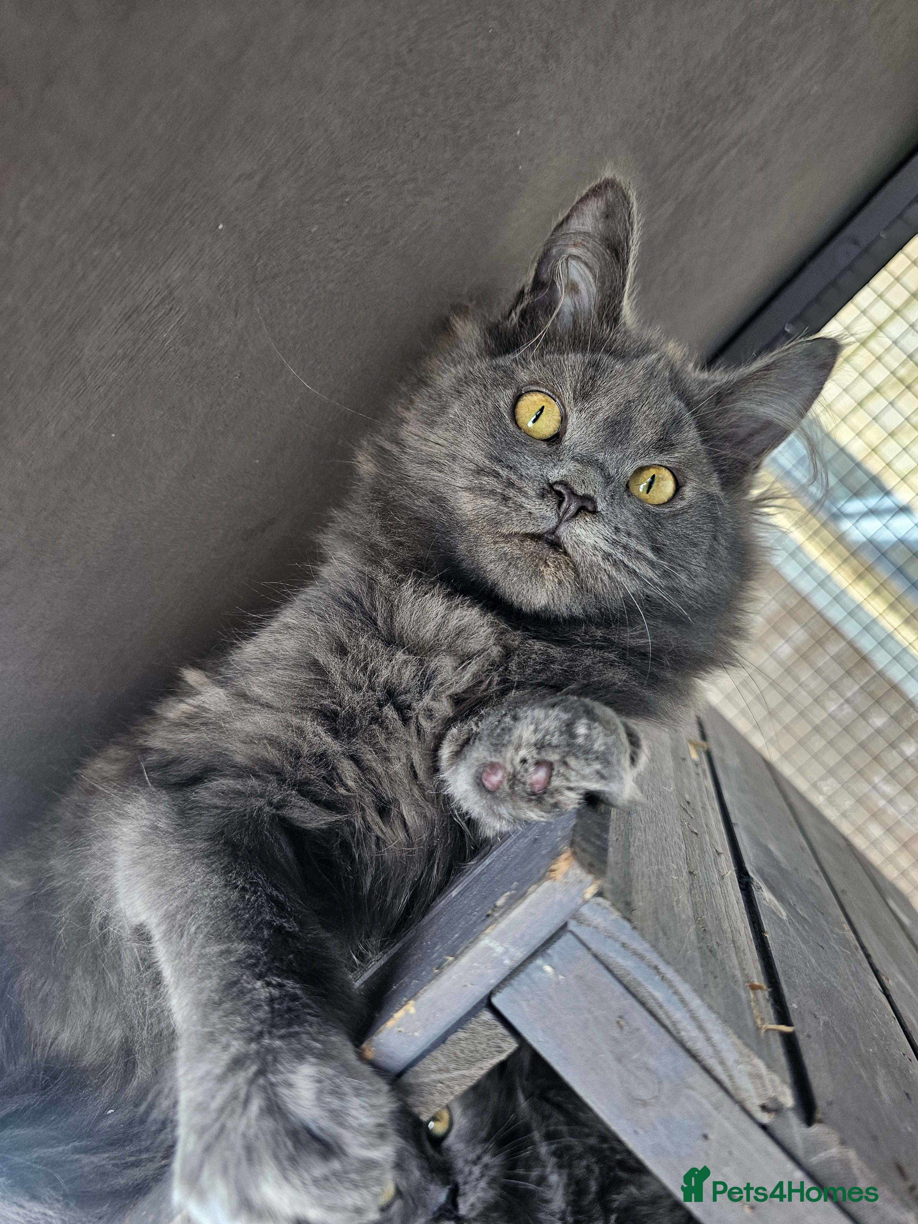 Maine Coon cats 🔥*STUNNING Litter of 6 Solid*💎*Blue Maine Coon💎 - Advert 18