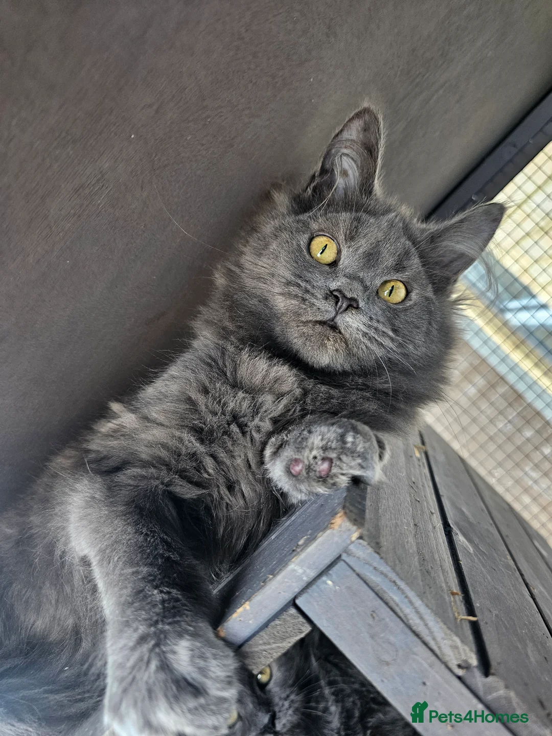 Maine Coon cats for sale: 🔥*STUNNING Litter of 6 Solid*💎*Blue Maine Coon💎 - Advert 1