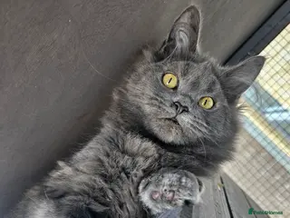 Maine Coon cats 🔥*STUNNING Litter of 6 Solid*💎*Blue Maine Coon💎 - Advert 18