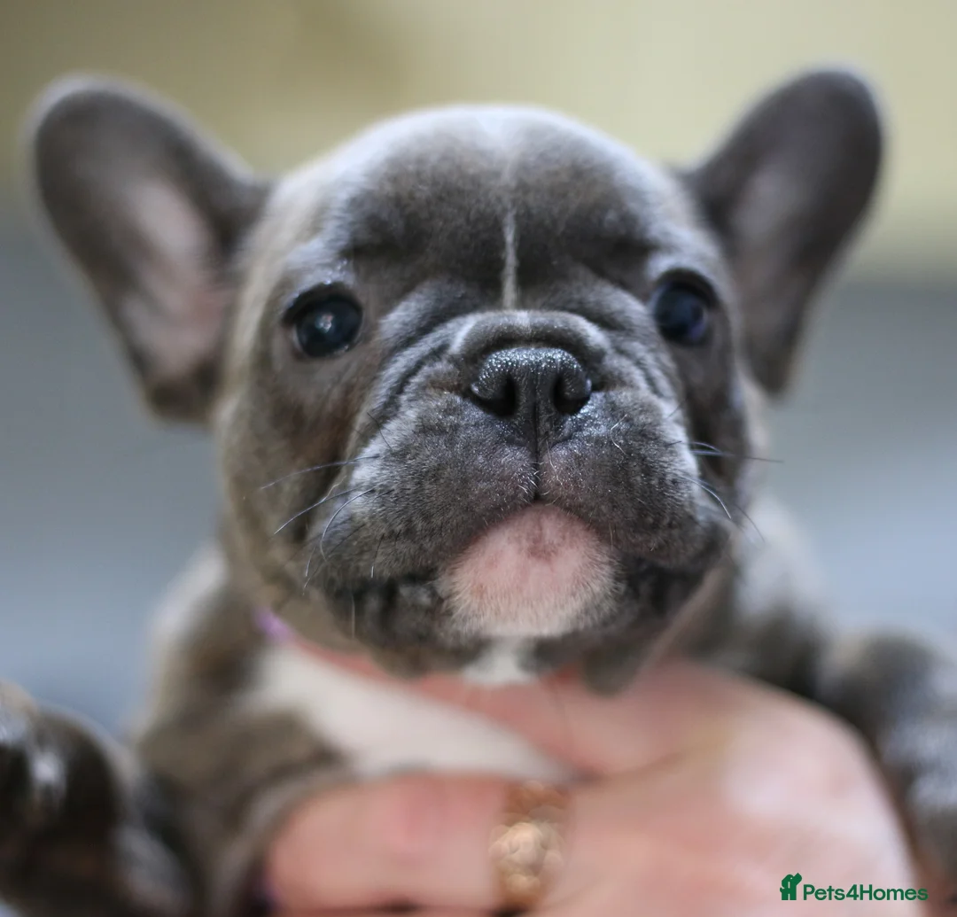 French Bulldog dogs for sale: French Bulldog Puppy – Last One Available - Advert 1