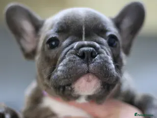 French Bulldog dogs French Bulldog Puppy – Last One Available - Advert 3