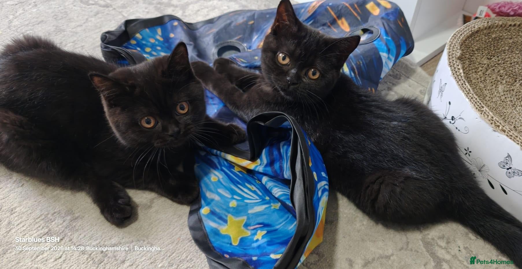 British Shorthair cats Pedigree GCCF BSH Boy & Girl – Ready Now £995”** - Advert 1