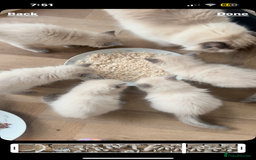 Ragdoll cats for sale: Ragdoll kittens ready the 15th September - Image 13