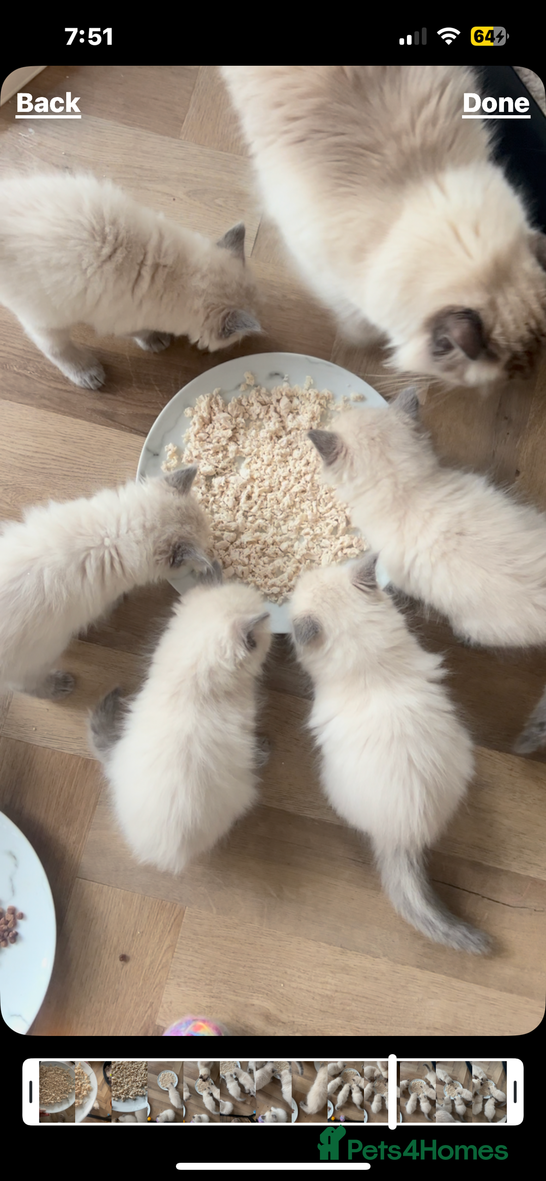 Ragdoll cats for sale: Ragdoll kittens ready the 15th September - Image 13