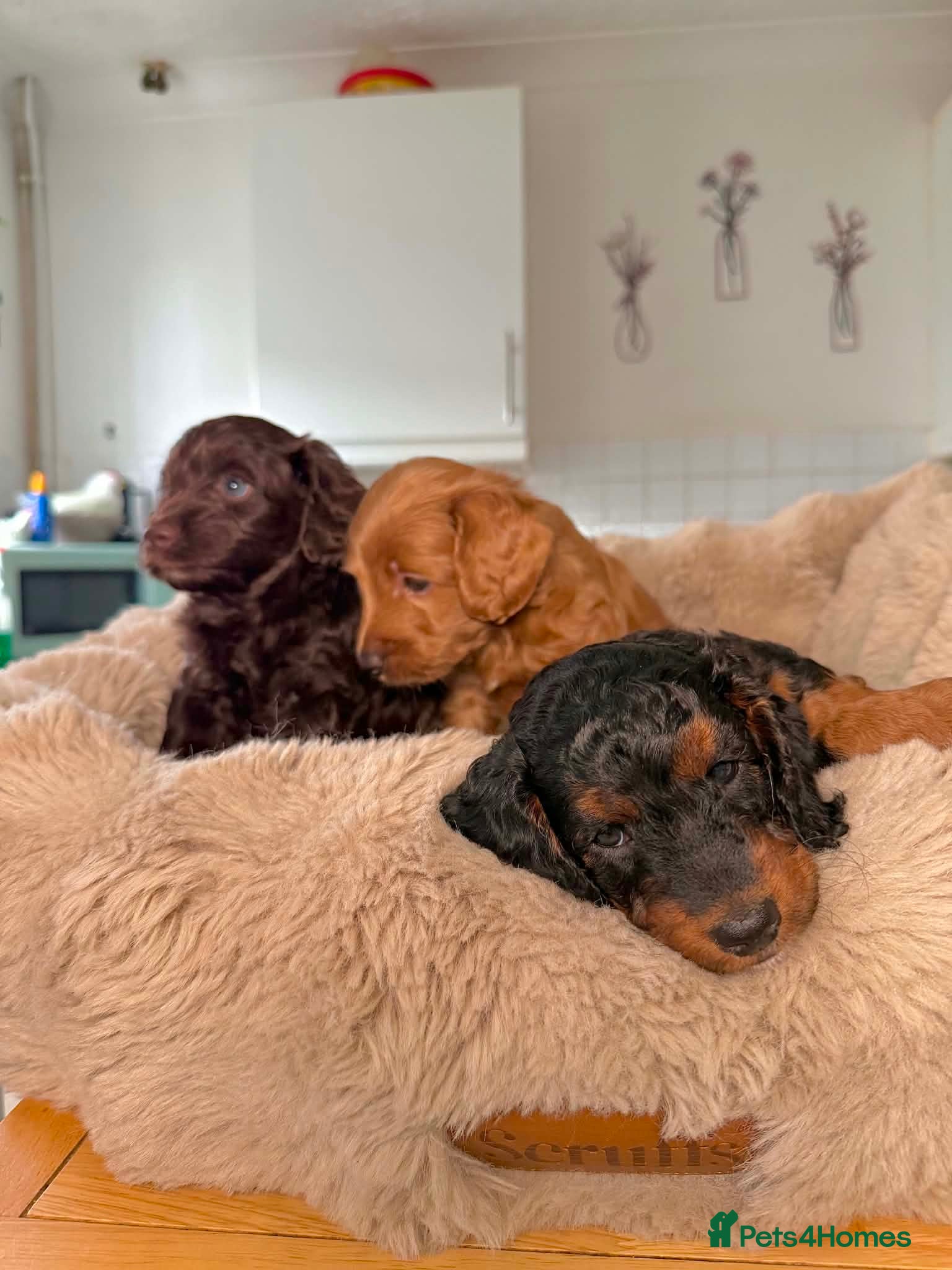 Cockapoo dogs 5 Gorgeous F2 cockapoos  - Advert 4