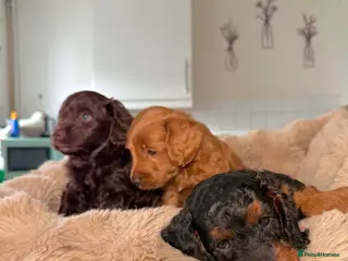 Cockapoo dogs 5 Gorgeous F2 cockapoos - Advert 1