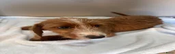 Jackshund dogs for sale: Boy & girl puppies  - Advert 6