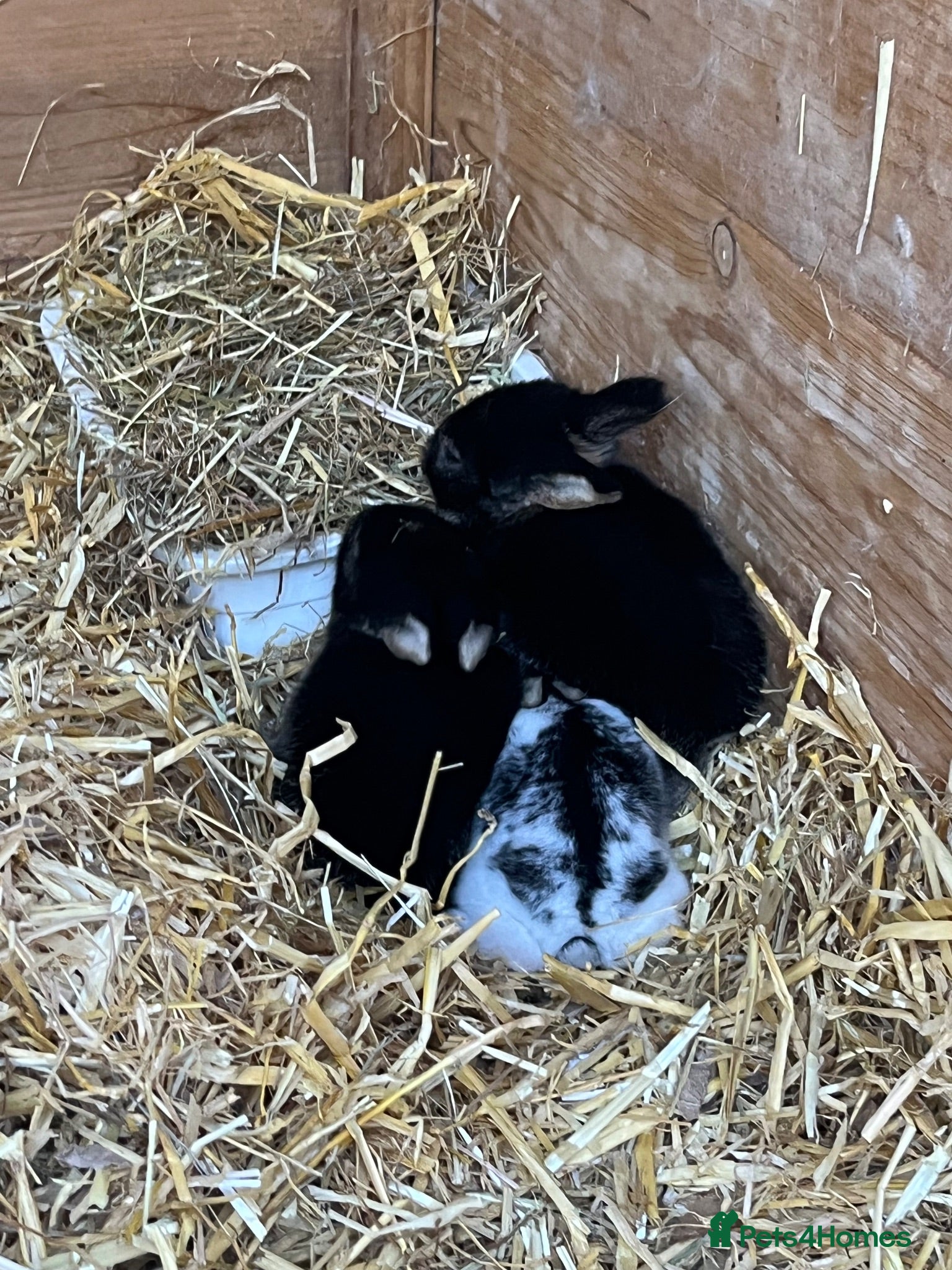 Mini Lop rabbits Mini lop kits for sale  - Advert 1