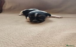 Biewer Terrier dogs for sale: biewer pups - Image 2