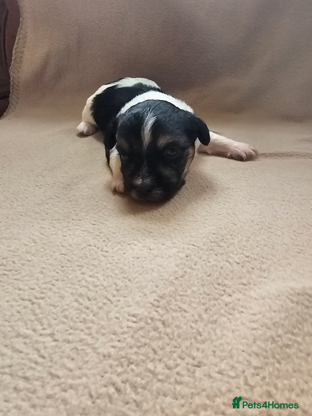 Biewer Terrier dogs for sale: biewer pups - Image 2