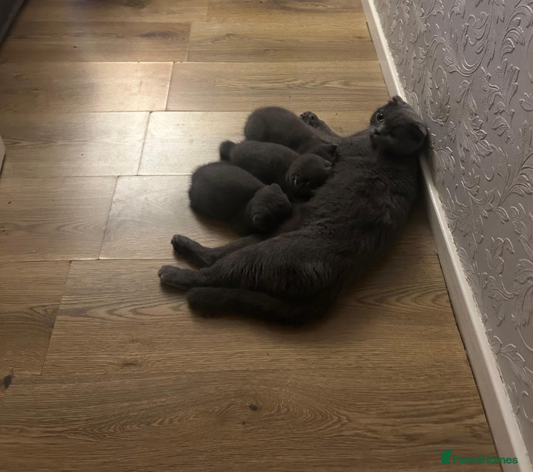 Scottish Fold cats for sale: Kittens - Advert 4