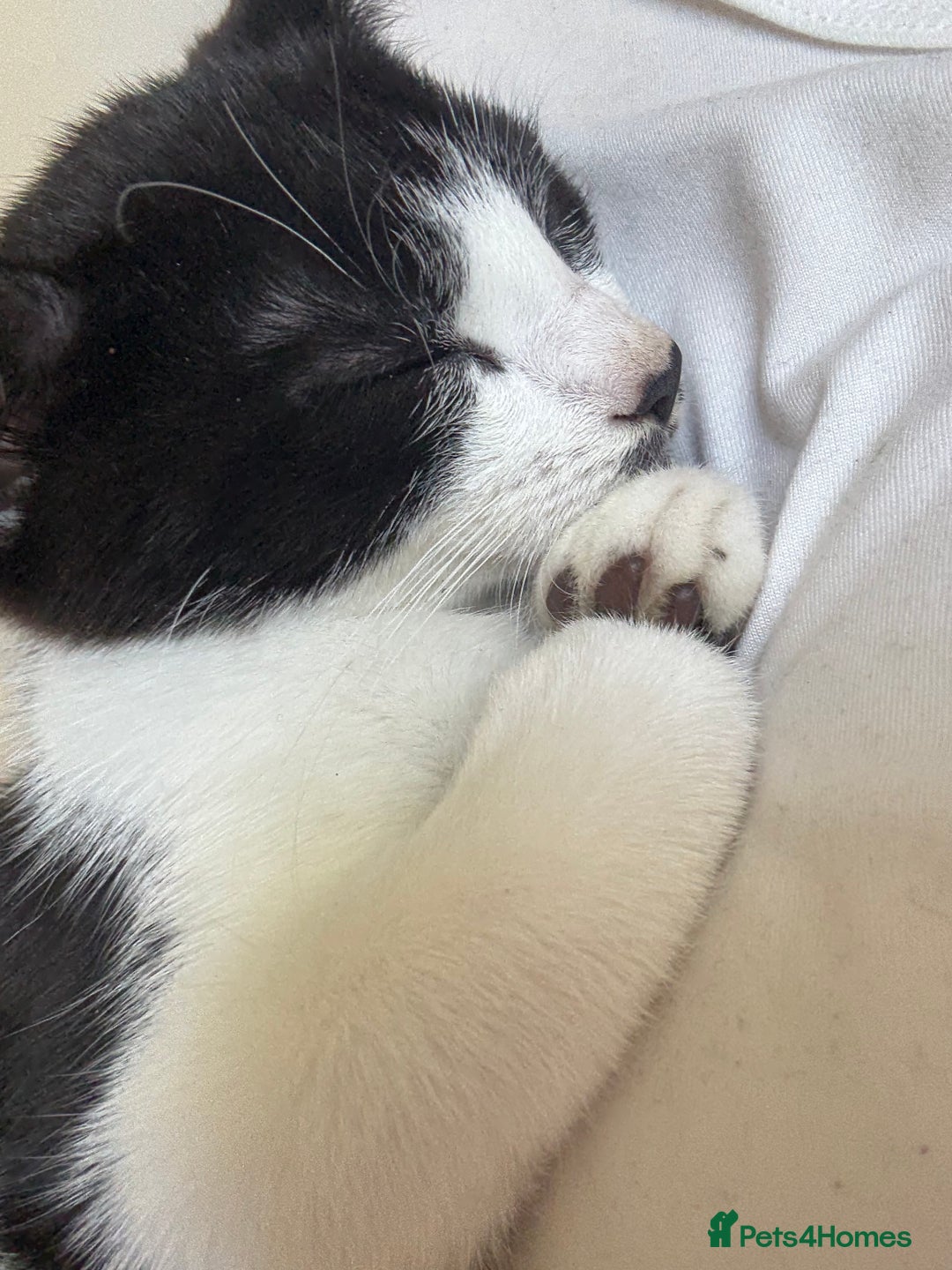 Mixed Breed cats for sale: Male kitten  - Advert 2