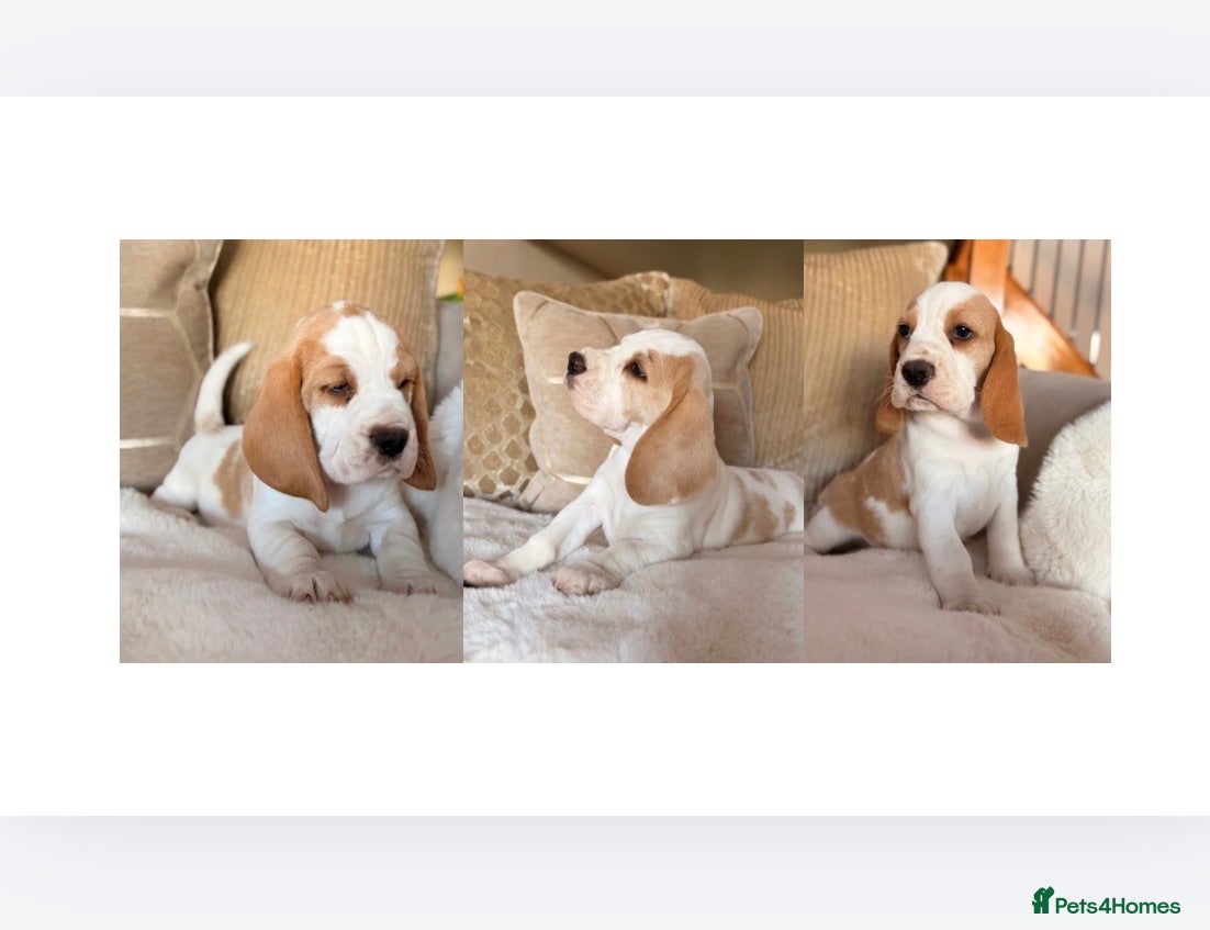 Beagle dogs STUNNING RKC 5 GEN TAN+WHITE BEAGLE PUPS  - Advert 1