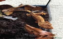 Gecko reptiles for sale: Brown Dalmatian Crested Gecko in Banbury - Image 16