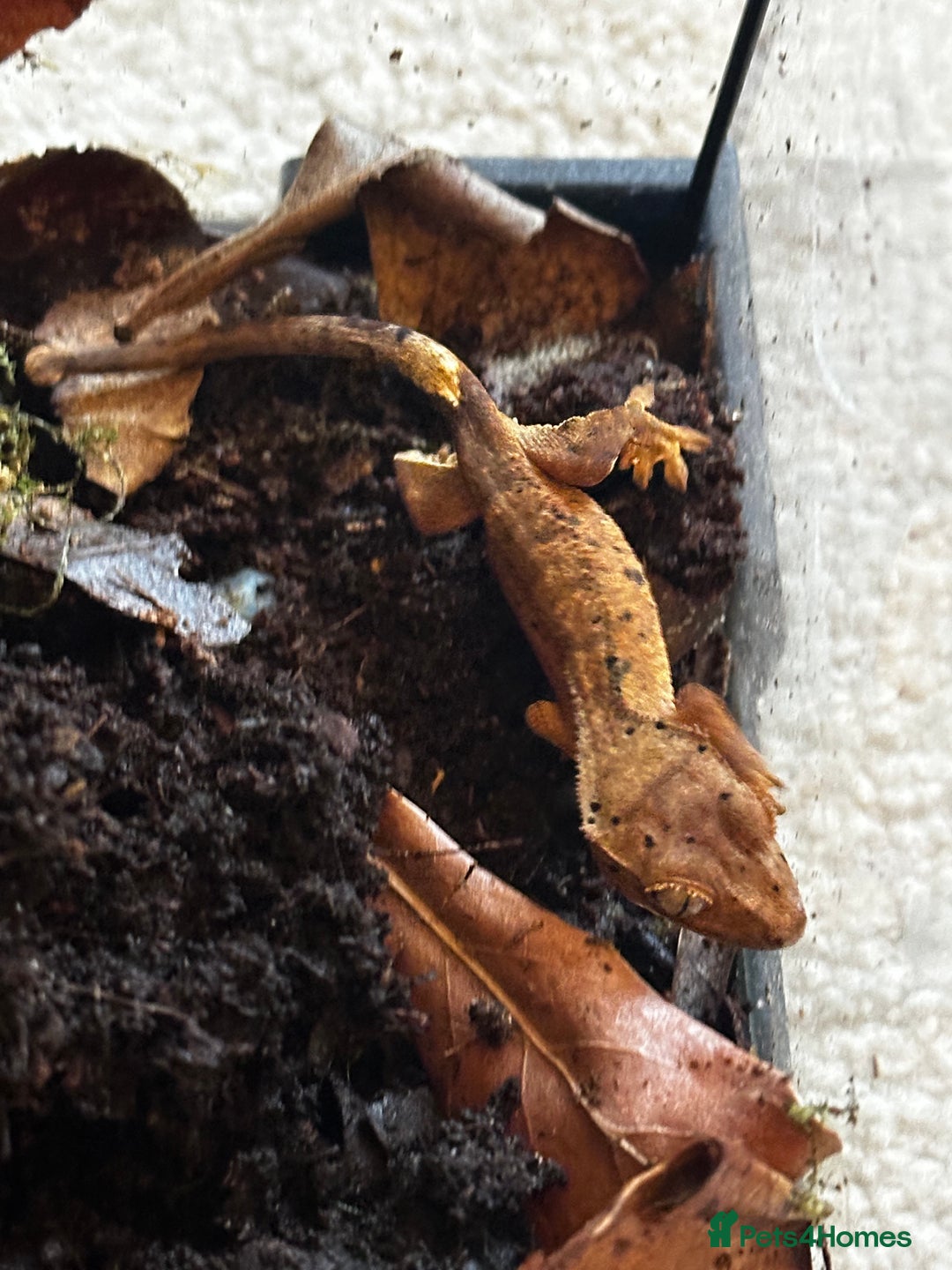 Gecko reptiles for sale: Brown Dalmatian Crested Gecko in Banbury - Image 16