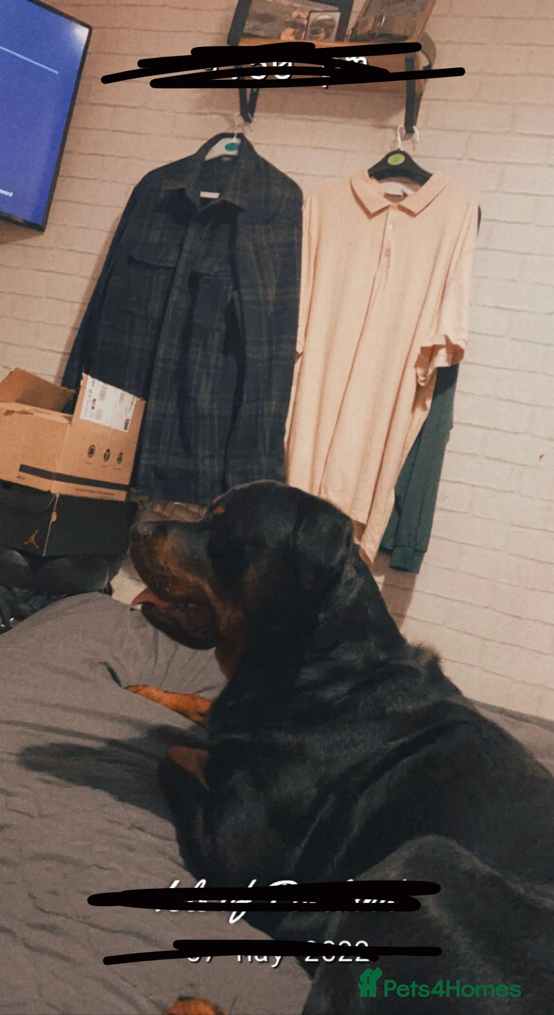 Rottweiler dogs for stud: Proven Rottweiler Available For Stud in Portland - Advert 6