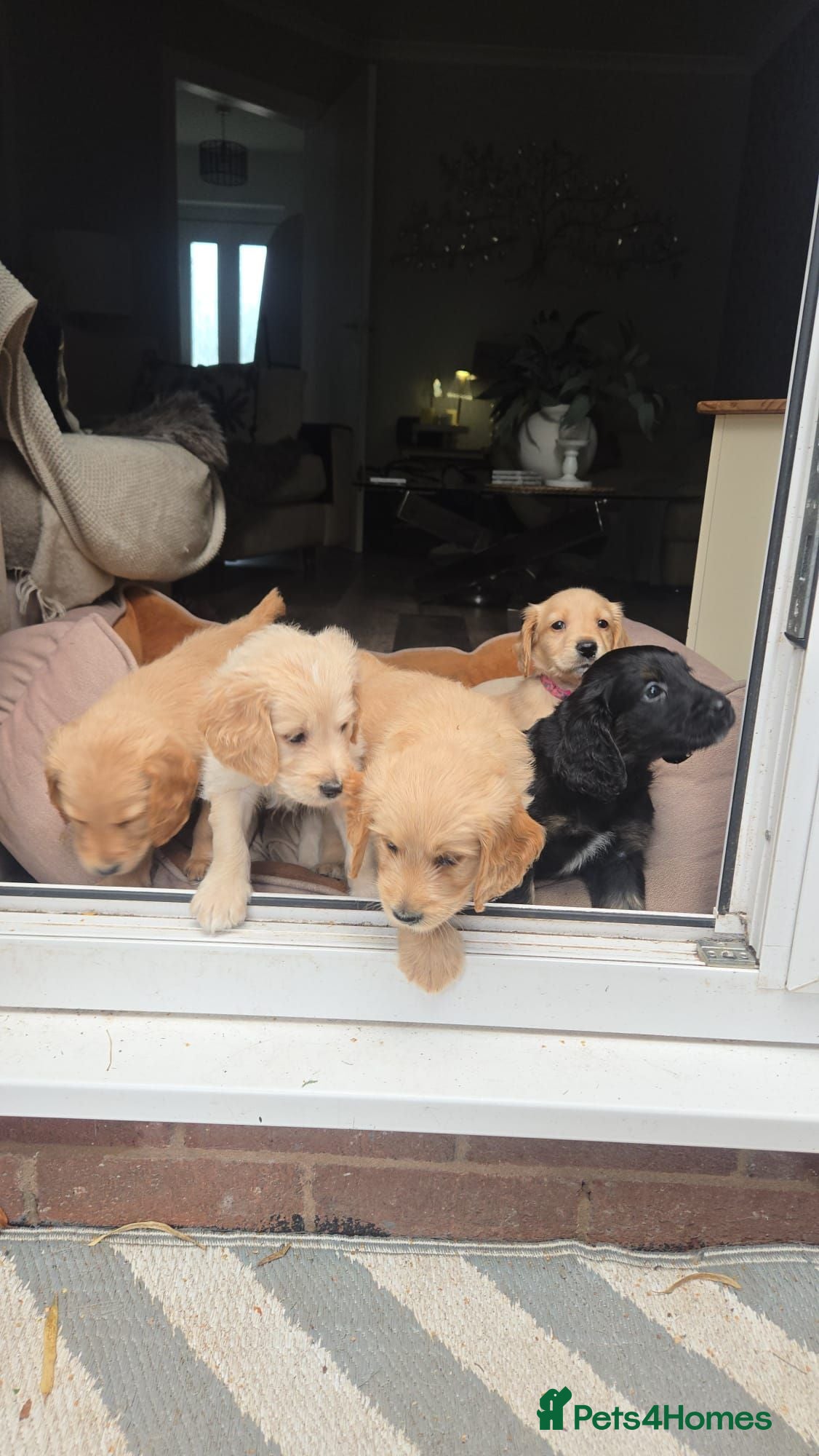 Mixed Breed dogs Golden Retriever X Cockapoo Puppies 🐾 - Advert 4