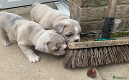 French Bulldog dogs for sale: French bulldog puppies with lilac and merle  - Image 16