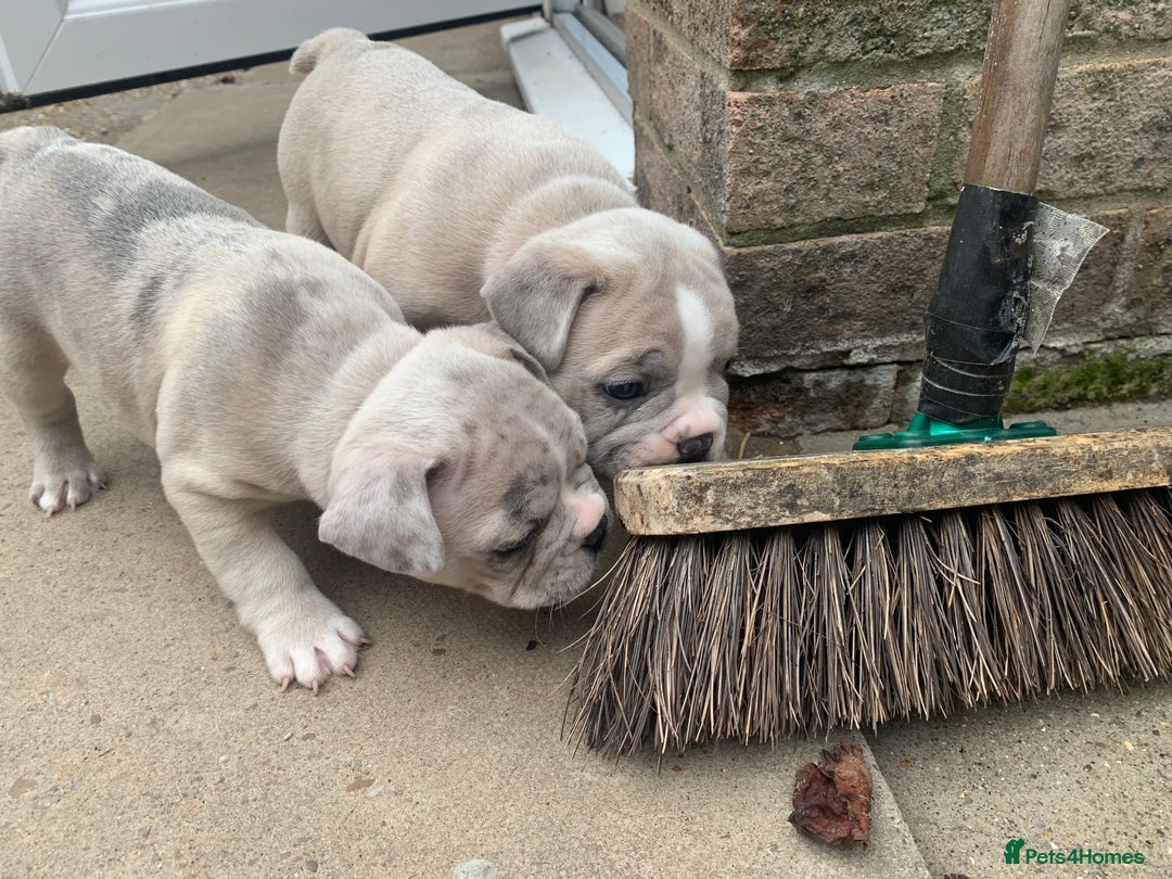 French Bulldog dogs for sale: French bulldog puppies with lilac and merle  - Image 16