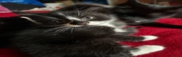 Mixed Breed cats for sale: Mixed breed kittens  - Advert 4