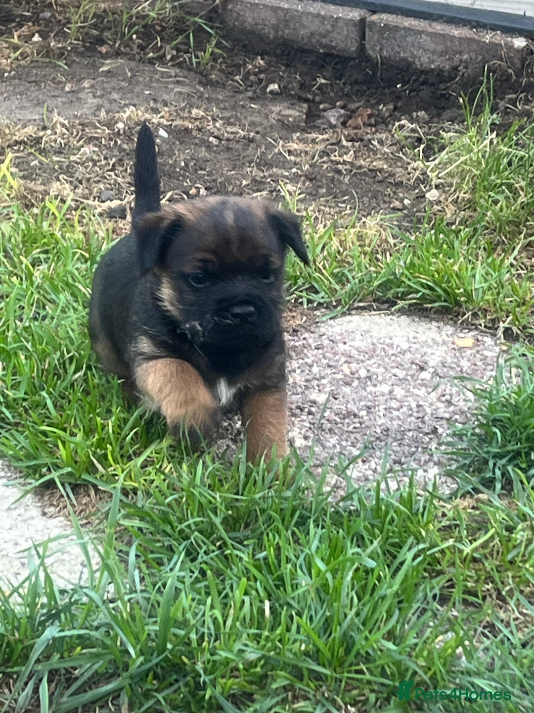 Border Terrier dogs for sale: Gorgeous KC reg Border Terrier Boys - Image 3