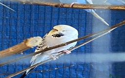 Budgerigars birds for sale: Reserved 2 pairs of budgies (please read full) - Image 7