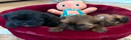 Shorkie dogs for sale: Yorkie/Shih Tzu  - Advert 8