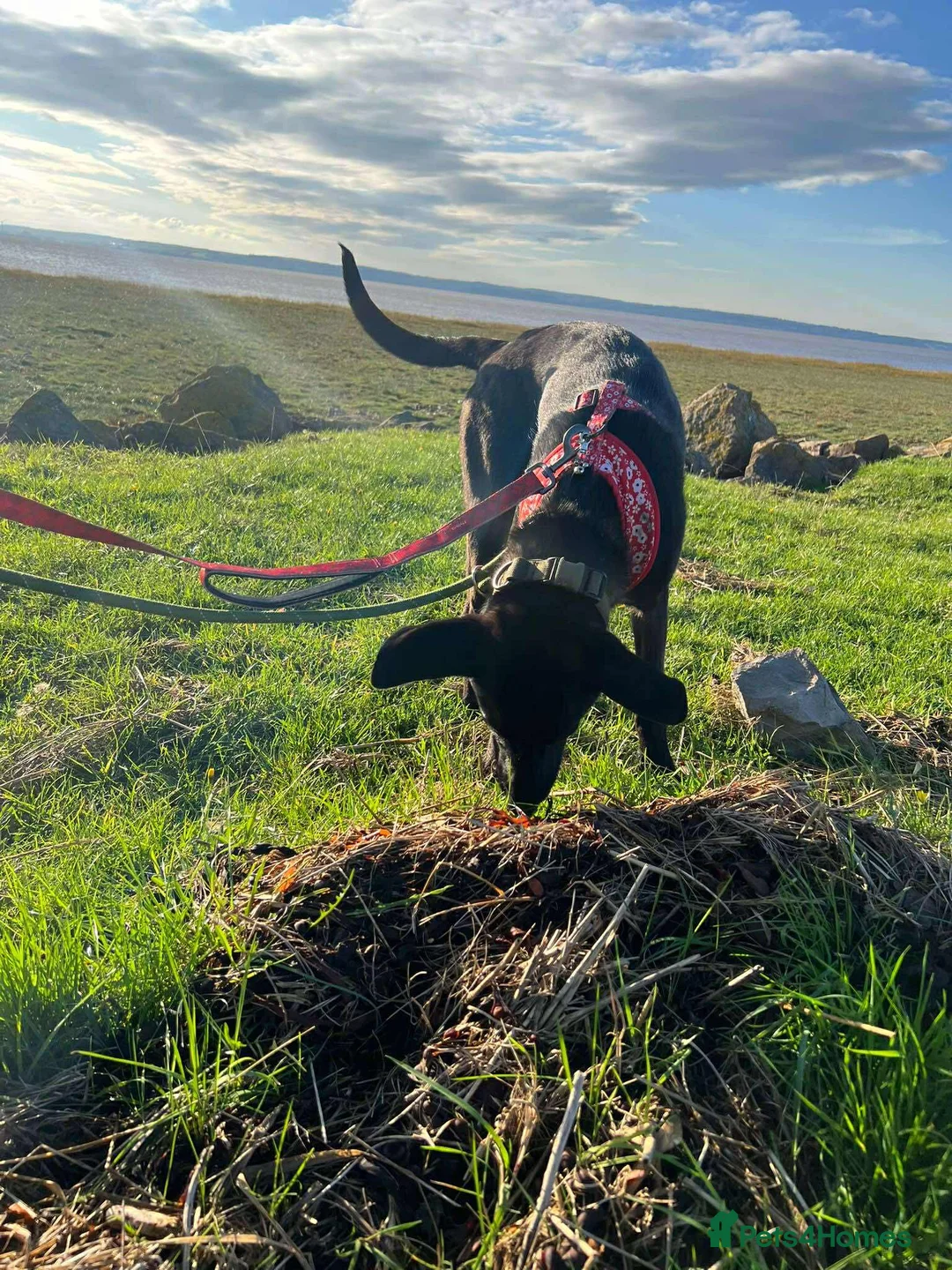 Mixed Breed dogs for adoption: ASH - 15 months,Med. playful/friendly/loves people - Advert 7