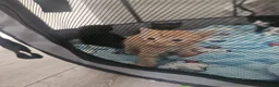 Mixed Breed cats for sale: Calico kittens for sale in Consett - Advert 5