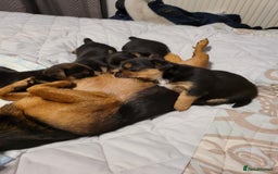 Mixed Breed dogs for sale: 3 chorkie boys left for sale - Image 2