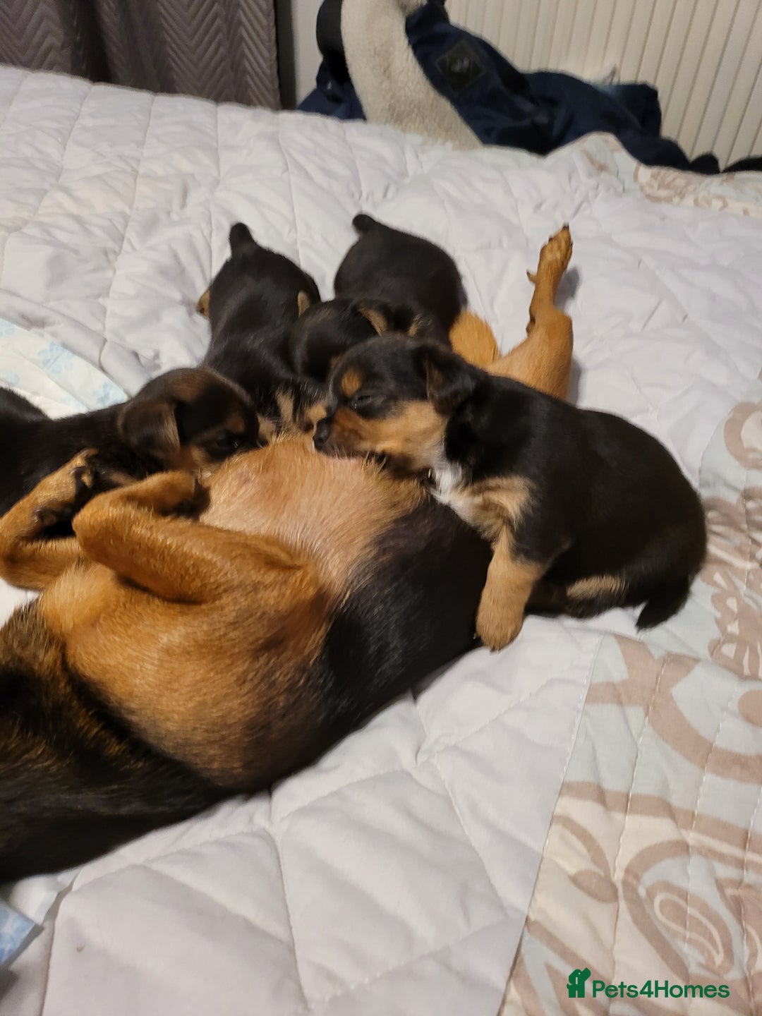 Mixed Breed dogs for sale: 3 chorkie boys left for sale - Image 2