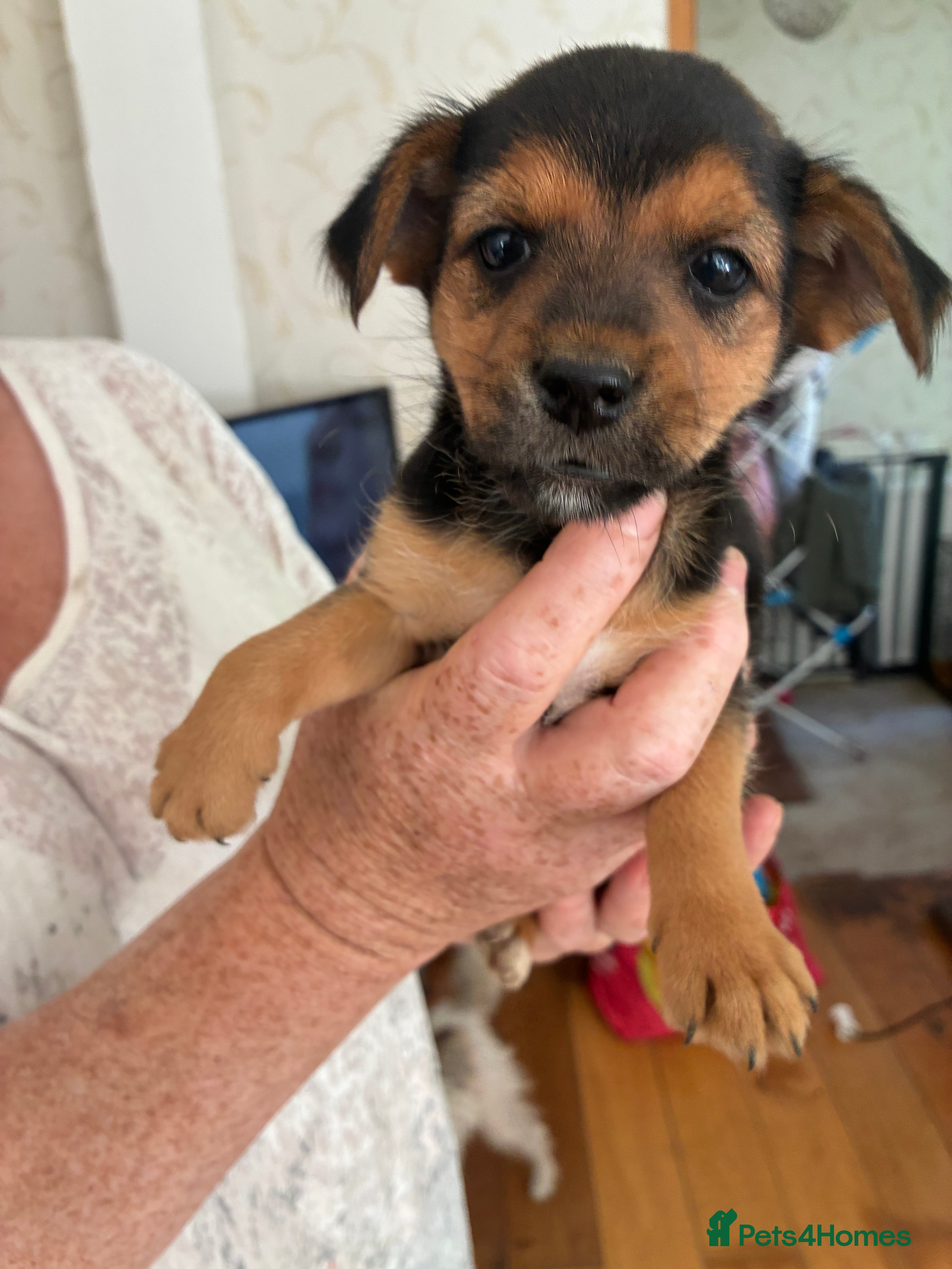 Mixed Breed dogs Yorkshire terrier cross Jack Russel puppies - Advert 1