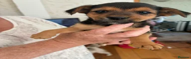 Mixed Breed 5