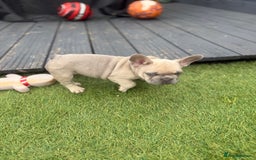 French Bulldog dogs for sale: French Bulldogs - Image 15