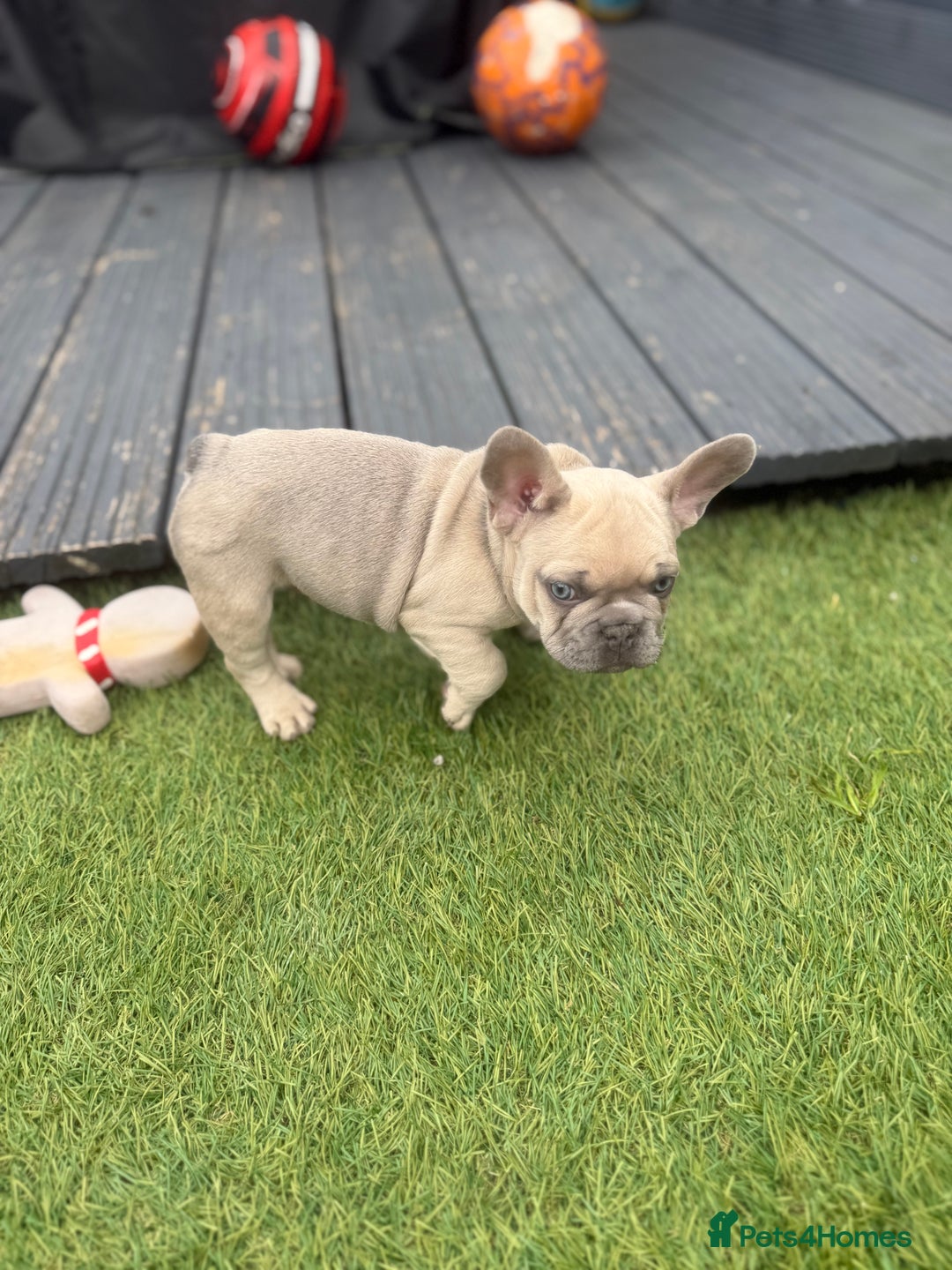 French Bulldog dogs for sale: French Bulldogs - Image 15