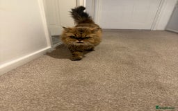 Mixed Breed cats for sale: Chinchilla x Persian female  - Image 6