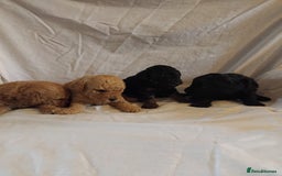 Cockapoo dogs for sale: F1b cockapoo  - Image 2
