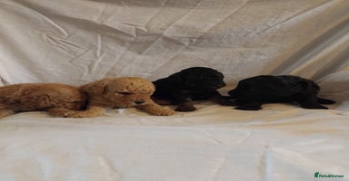 Cockapoo dogs - Advert 8