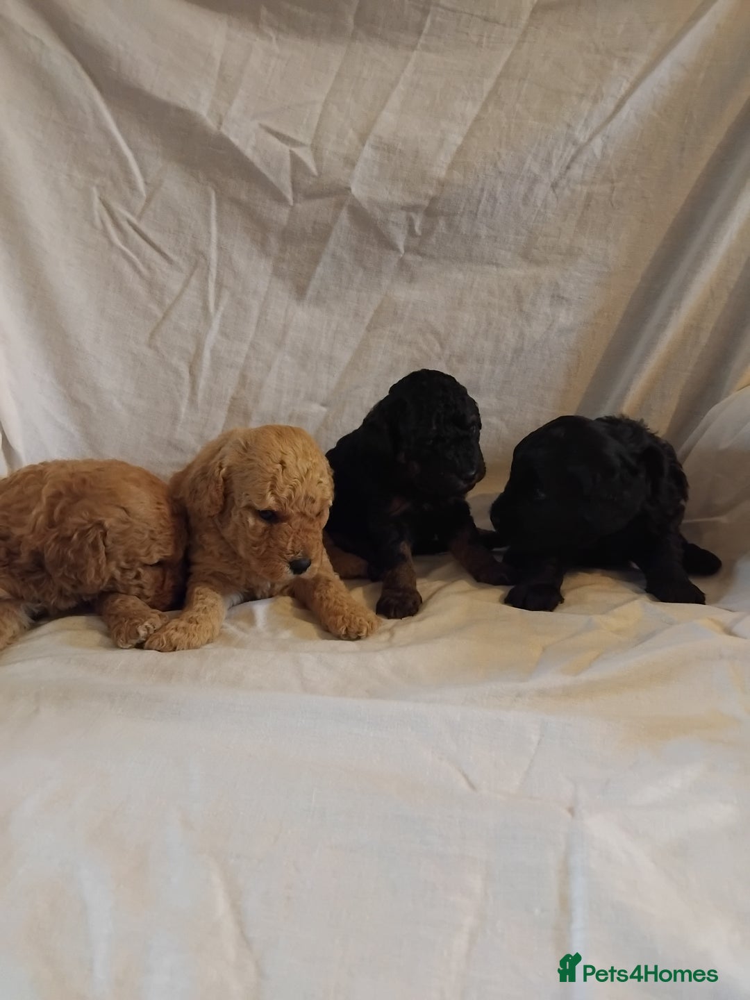 Cockapoo dogs for sale: F1b cockapoo  - Image 2
