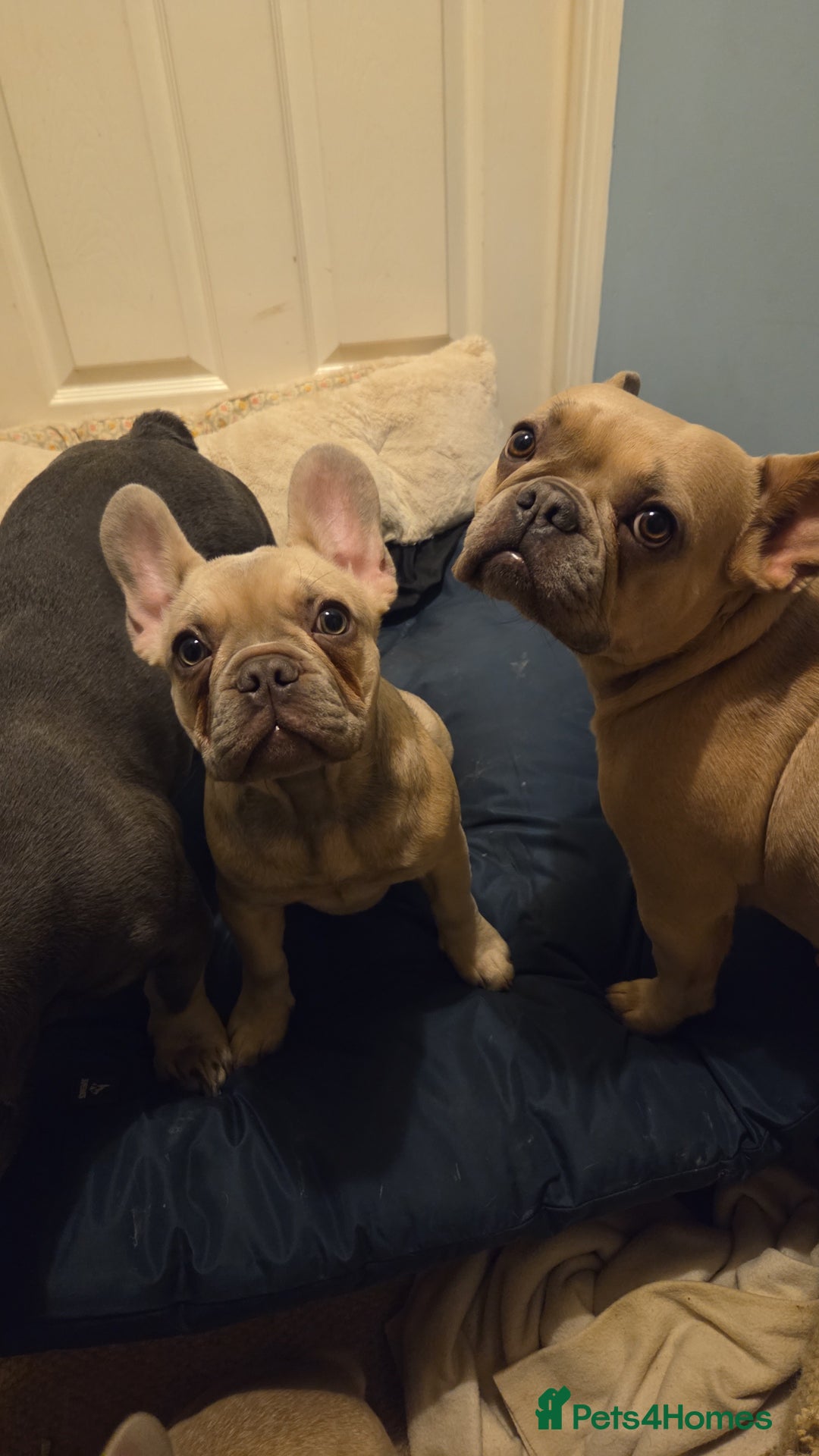 French Bulldog dogs for sale: Frenchies for sale - Advert 11